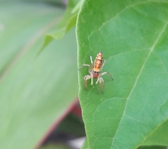 Salticidae