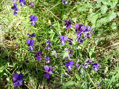 Viola etrusca