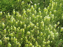 Melampyrum argyrocomum