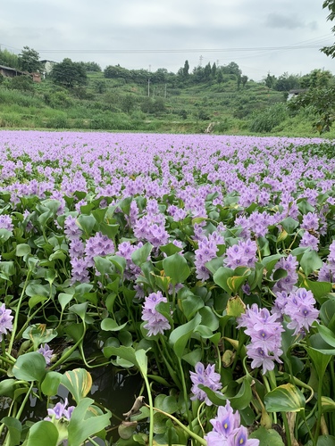 common water hyacinth