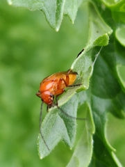 Rhagonycha fulva