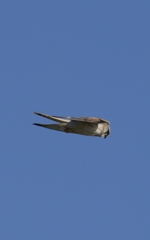 Falco cenchroides cenchroides