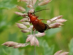 Rhagonycha fulva