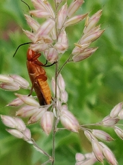 Rhagonycha fulva