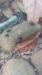 Insecta