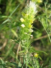 Melampyrum argyrocomum