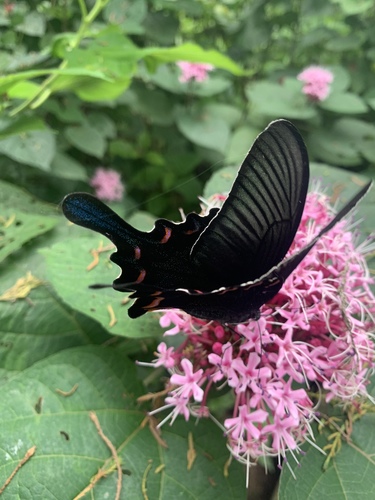 Chinese Peacock Swallowtail