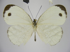 Leptosia marginea