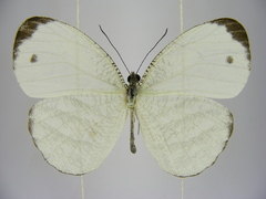 Leptosia marginea