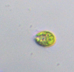 Chlorophyta