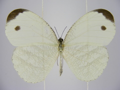 Leptosia marginea
