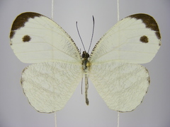 Leptosia marginea