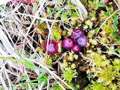 Vaccinium microcarpum