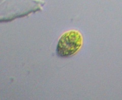 Chlorophyta