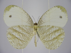 Leptosia marginea
