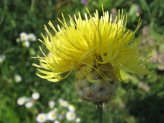 Centaurea orientalis