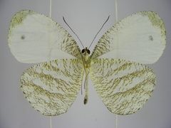 Leptosia marginea