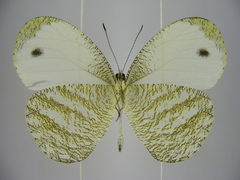 Leptosia marginea