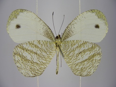 Leptosia marginea