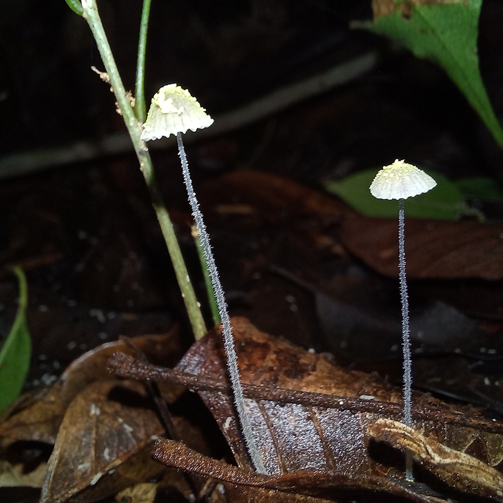 Mycena chloroxantha