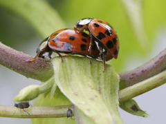 Harmonia axyridis