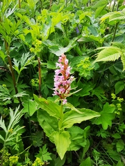 Galearis camtschatica