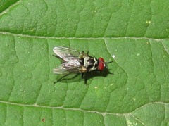 Anthomyia procellaris