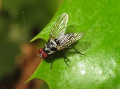 Anthomyia procellaris