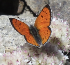 Lycaena cupreus