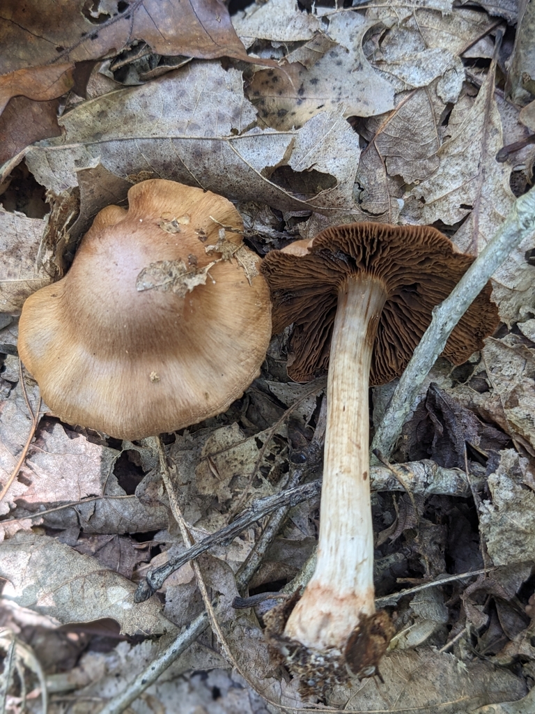 Cortinarius sp. 'MO06'