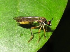 Dioctria linearis