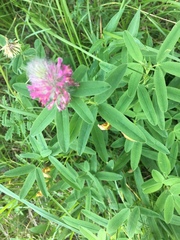 Trifolium rubens