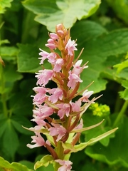 Galearis camtschatica