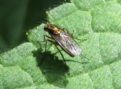 Dolichopus ungulatus