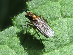 Dolichopus ungulatus