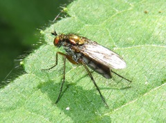 Dolichopus ungulatus