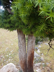 Juniperus oxycedrus