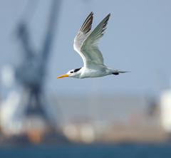 Lesser Crested Tern photo 4