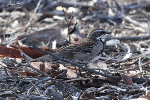Copperback QuailThrush (Cinclosoma clarum) · iNaturalist