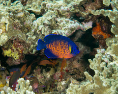 Centropyge bispinosa