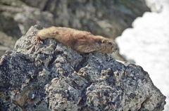 Marmota olympus
