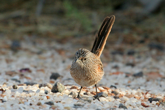 Amytornis textilis