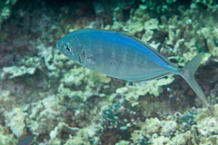 Craterognathus plagiotaenia