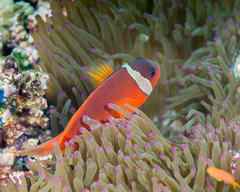 Amphiprion barberi