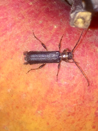 Long-horned beetle