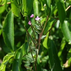 Epilobium palustre
