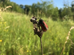 Zygaena purpuralis