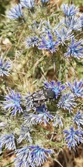 Heterocnemis graeca
