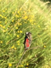 Zygaena purpuralis