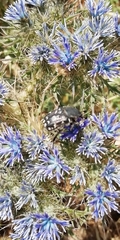 Heterocnemis graeca